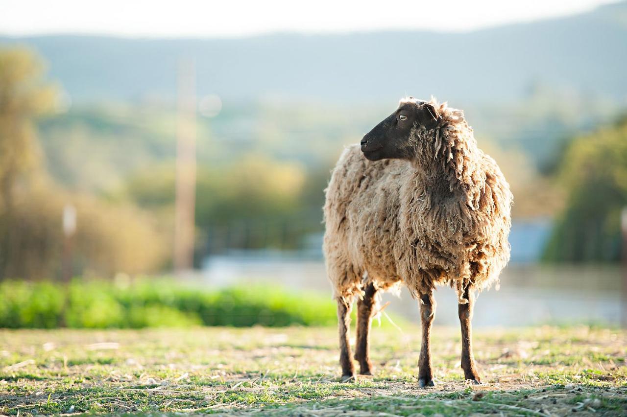Hotel Reves De Moutons El Paso de Robles Exterior foto